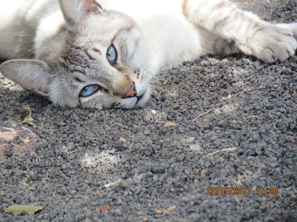 Sonstiges allsun App.-Hotel Albatros