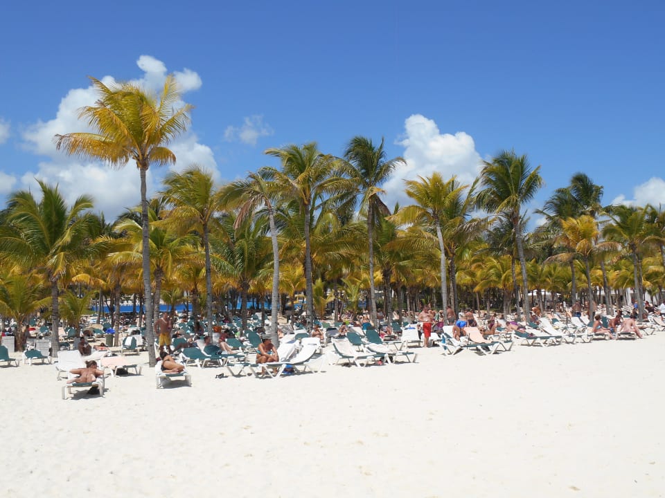 Palmenschönheit Hotel Riu Tequila