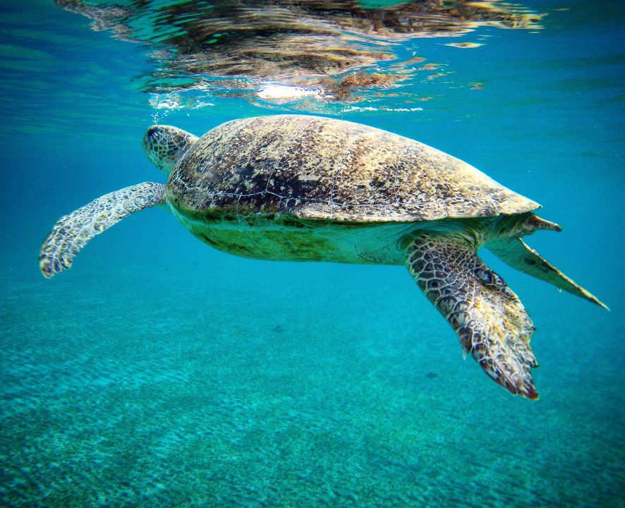 Strand Malikia Resort Abu Dabbab