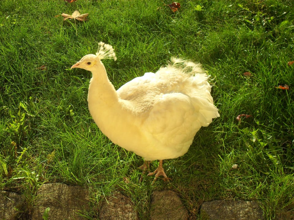 Garten Hotel Bursztynowy Palac