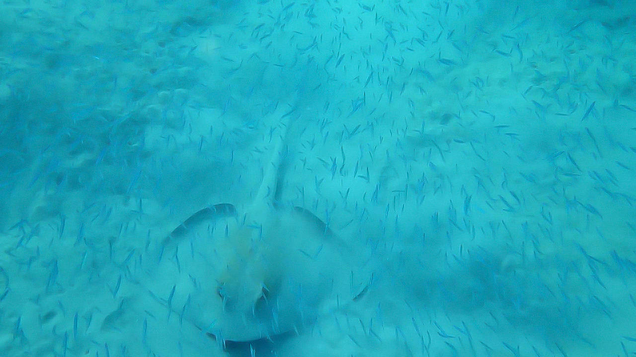 Federschwanz Stechrochen Lahami Bay Beach Resort