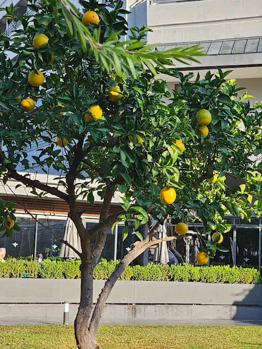 Gartenanlage Hotel Miramare Beach