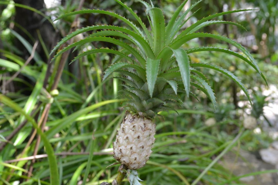 Ananas? The Fair House Beach Resort