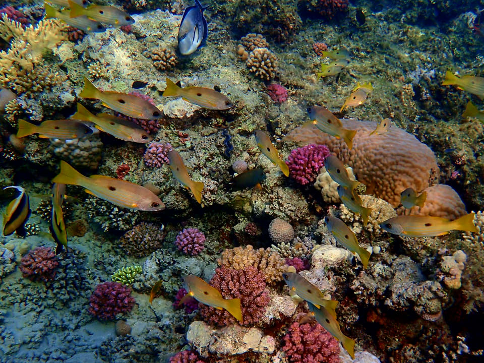 Sport & Freizeit Malikia Resort Abu Dabbab