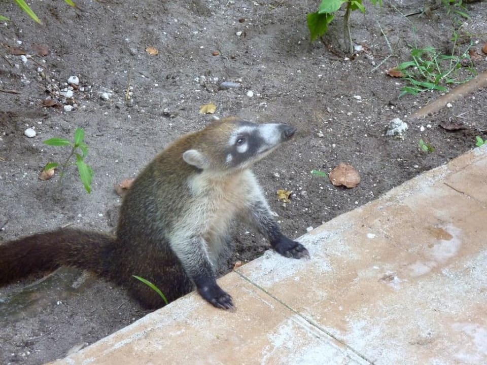 Unsere ständigen Begleiter Catalonia Playa Maroma