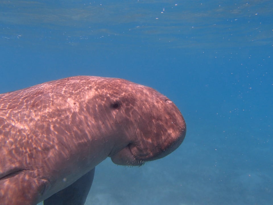 ..... Malikia Resort Abu Dabbab