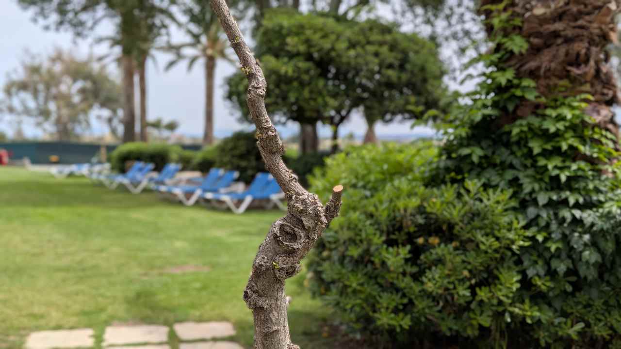 Gartenanlage Apollonia Beach Resort & Spa