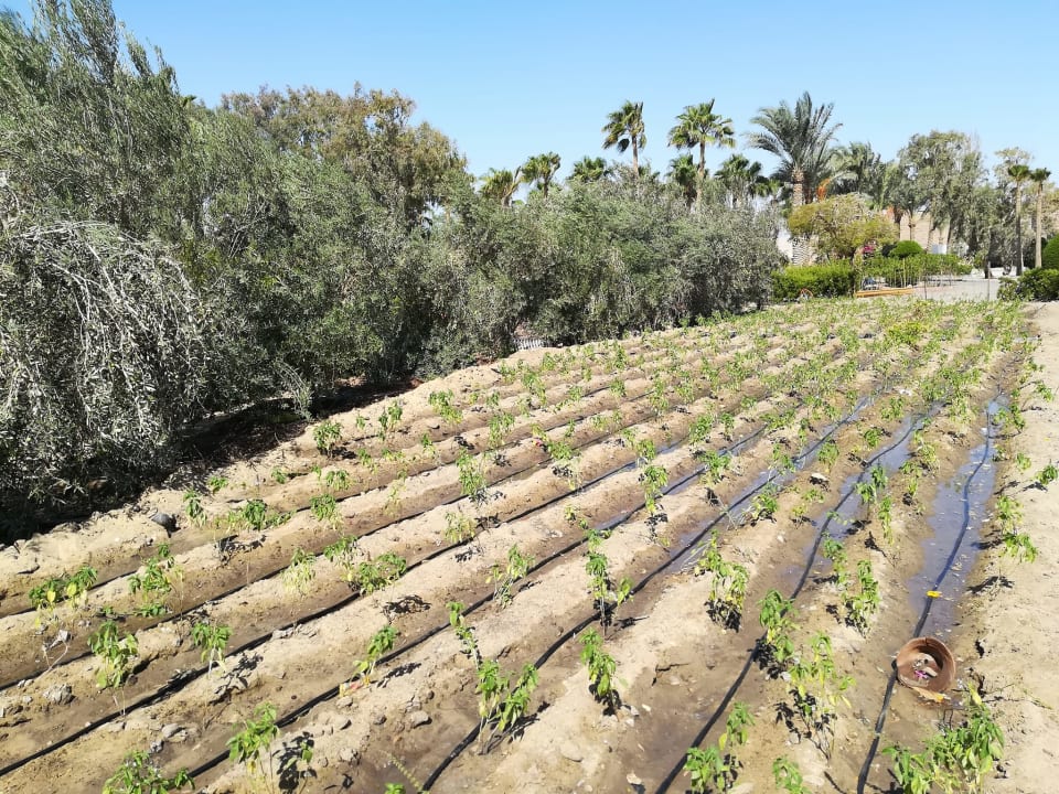 Sonstiges Mövenpick Resort El Quseir