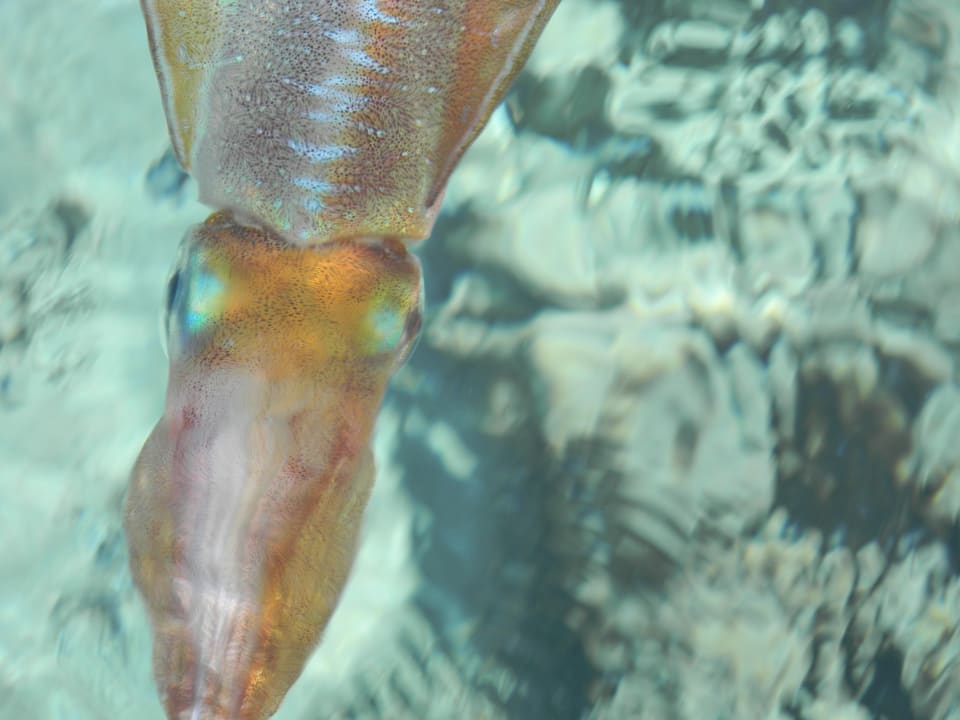 Strand Baron Palace Sahl Hasheesh