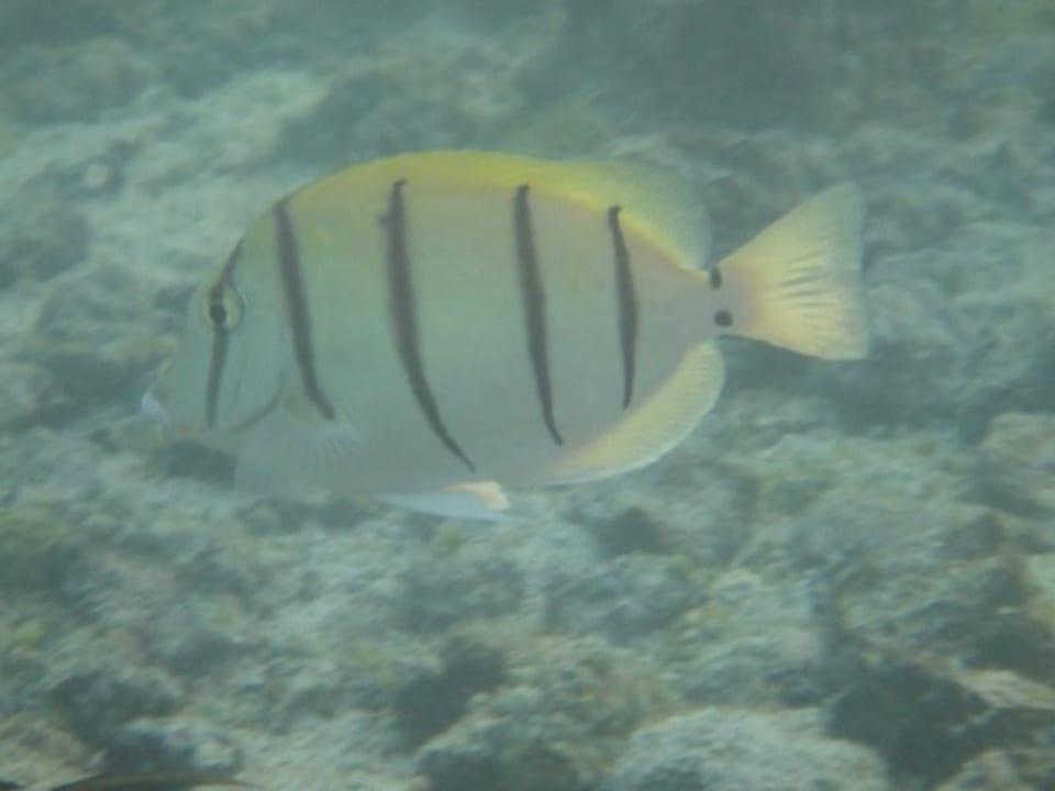 Poisson Shandrani Beachcomber Resort & Spa