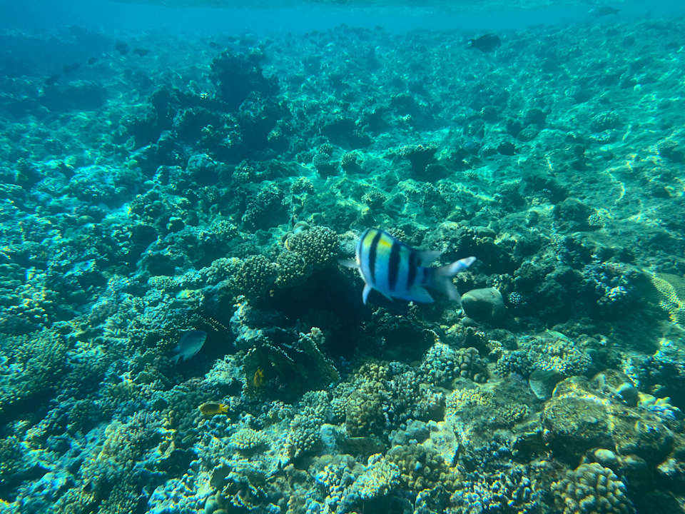 Strand Serenity Alpha Beach