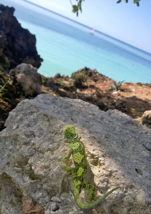 Chami ist zu beneiden...er wohnt hier  Royal Zanzibar Beach Resort