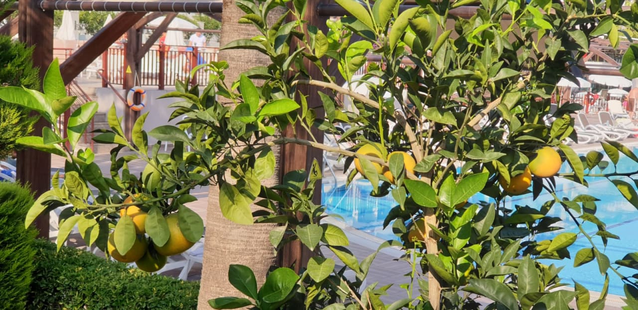 Garten Aydinbey Kings Palace & Spa