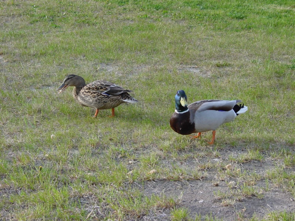 Stets hungrig! Lagunenstadt am Haff