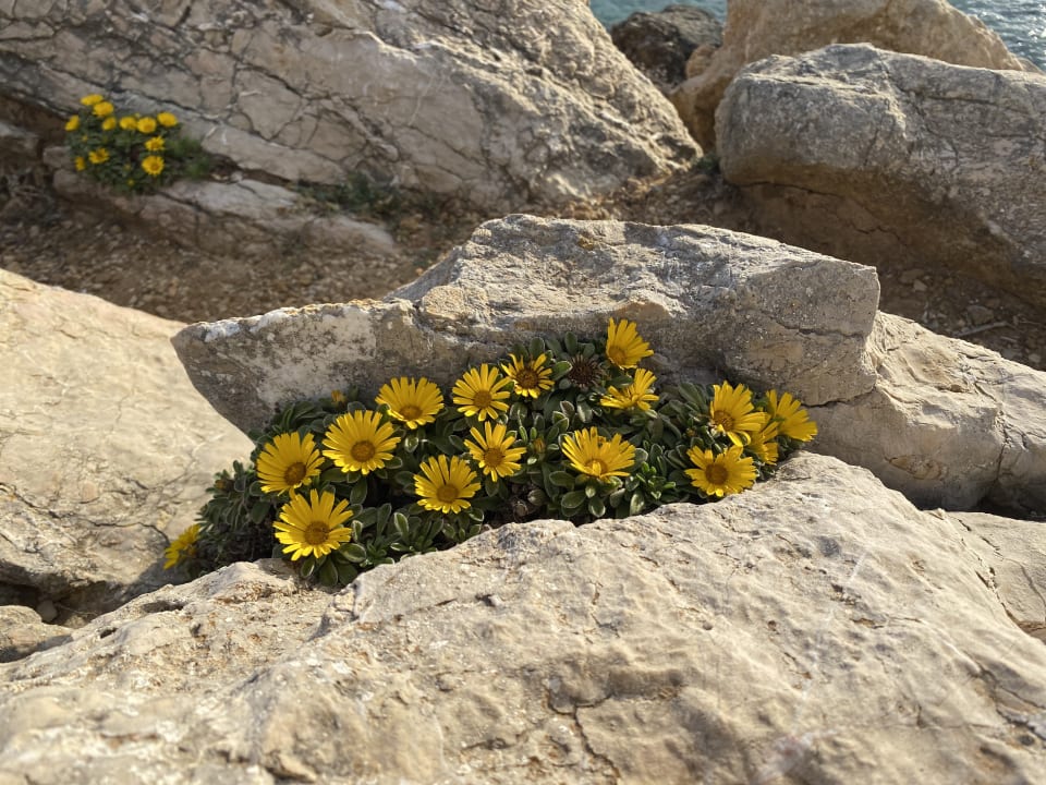 Sonstiges Son Moll Sentits Hotel & Spa