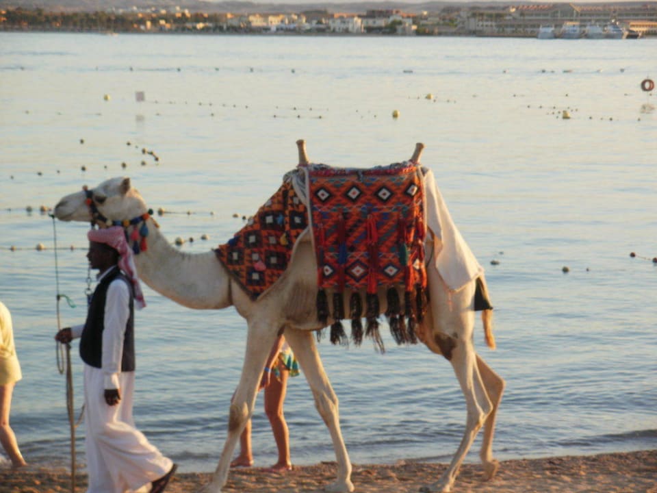 Oscar, das Kamel Makadi Palace