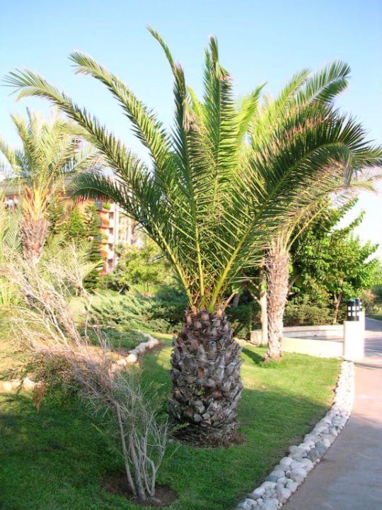 Garten AQI Pegasos Resort