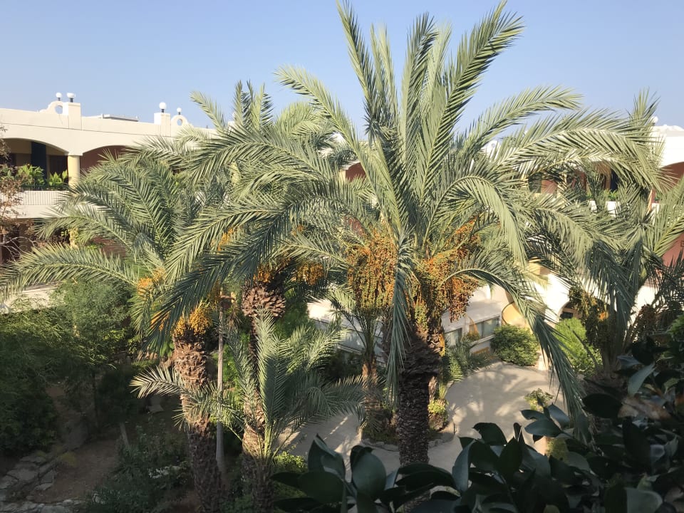 Gartenanlage Atrium Palace Thalasso Spa Resort & Villas