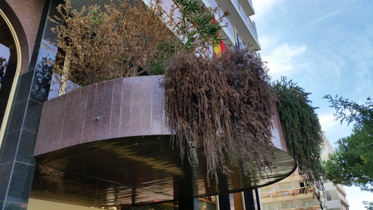 Dry plants above the hotel's main entrance Hotel Blaumar