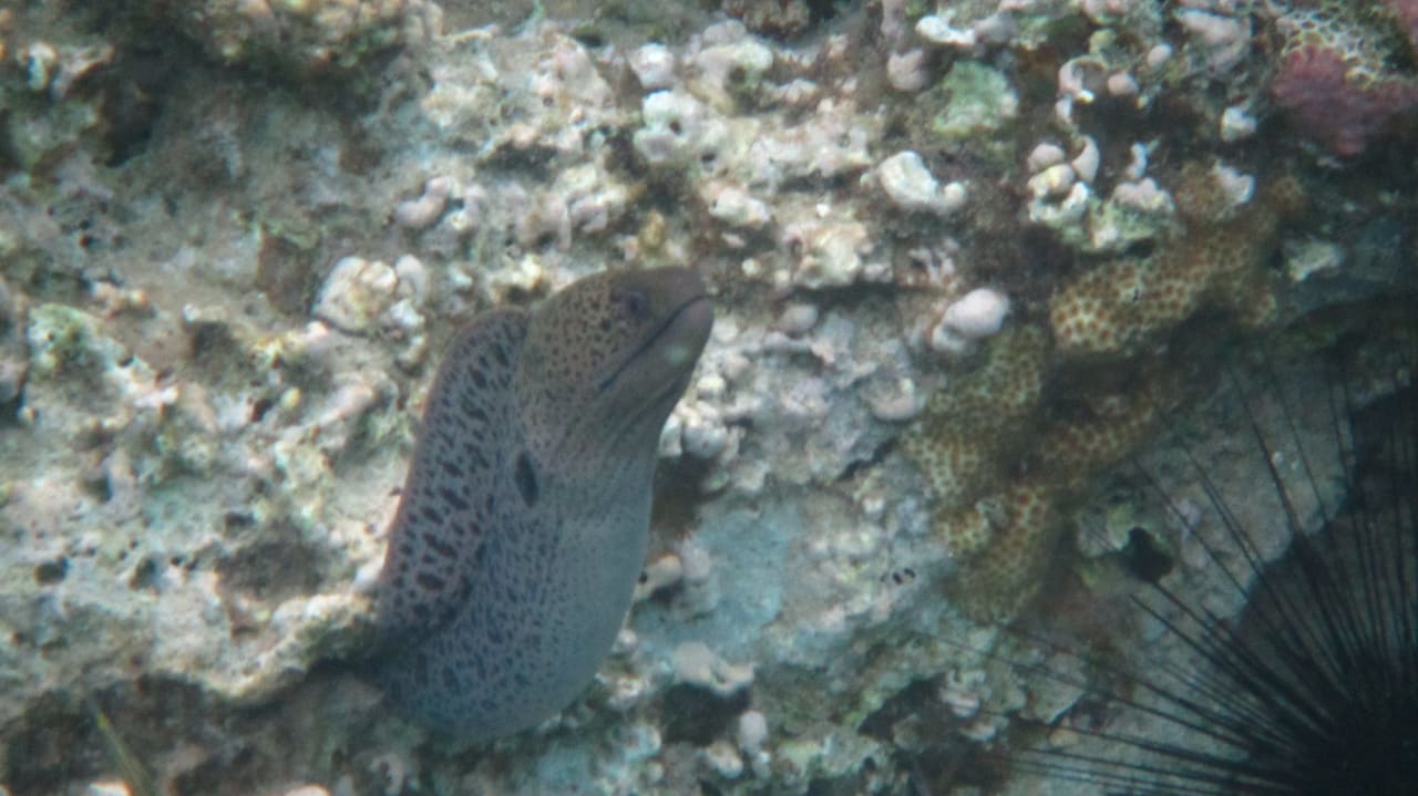 Sport & Freizeit Menaville Safaga