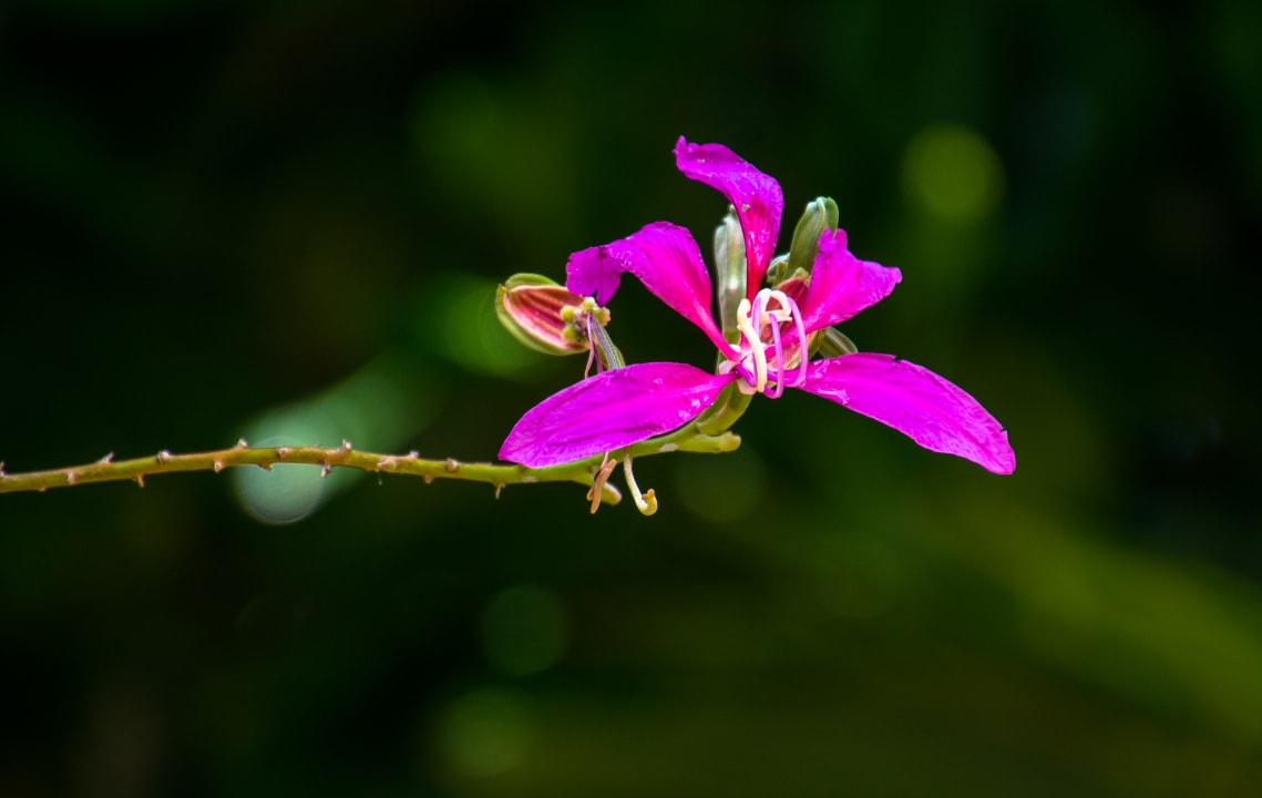 Gartenanlage Adaaran Select Meedhupparu Island Resort - Premium All Inclusive