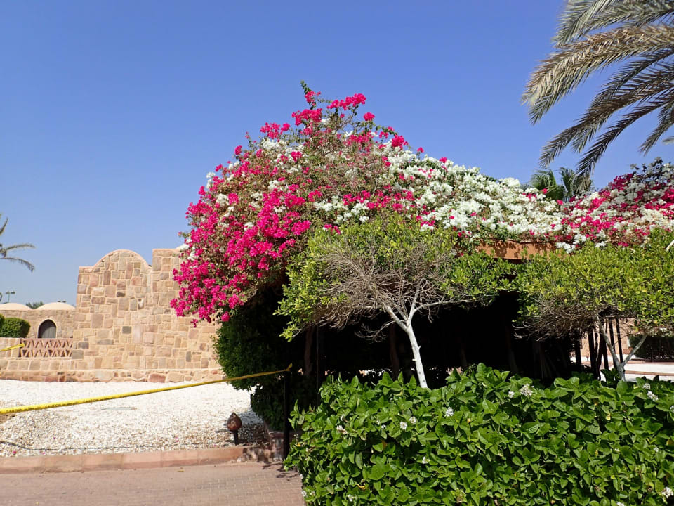 Gartenanlage Mövenpick Resort El Quseir