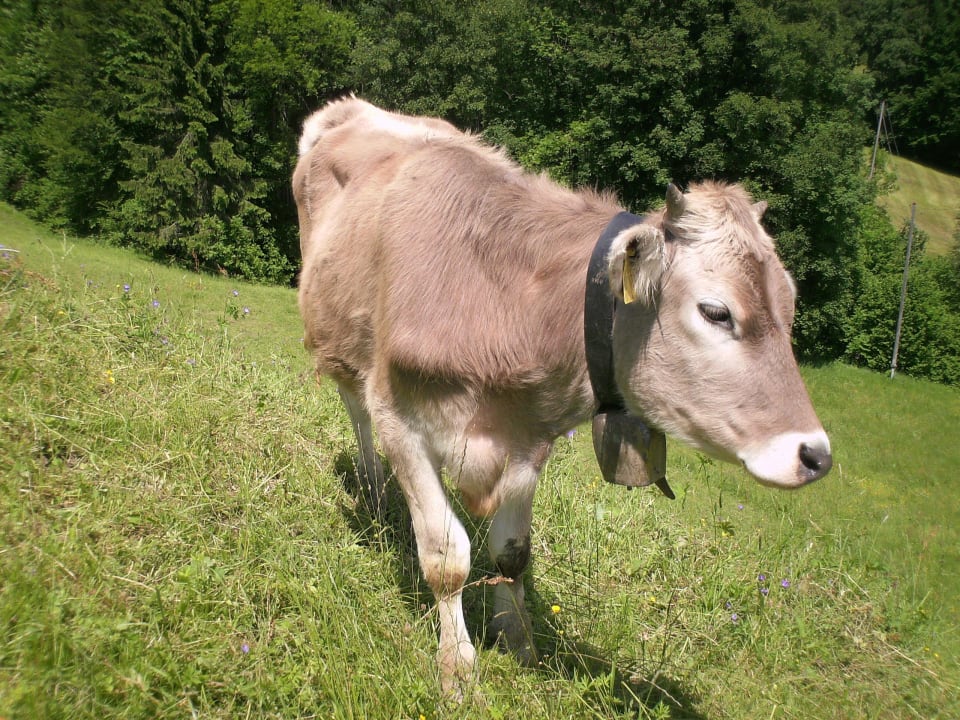 Kälbchen Ferienwohnungen Brunner