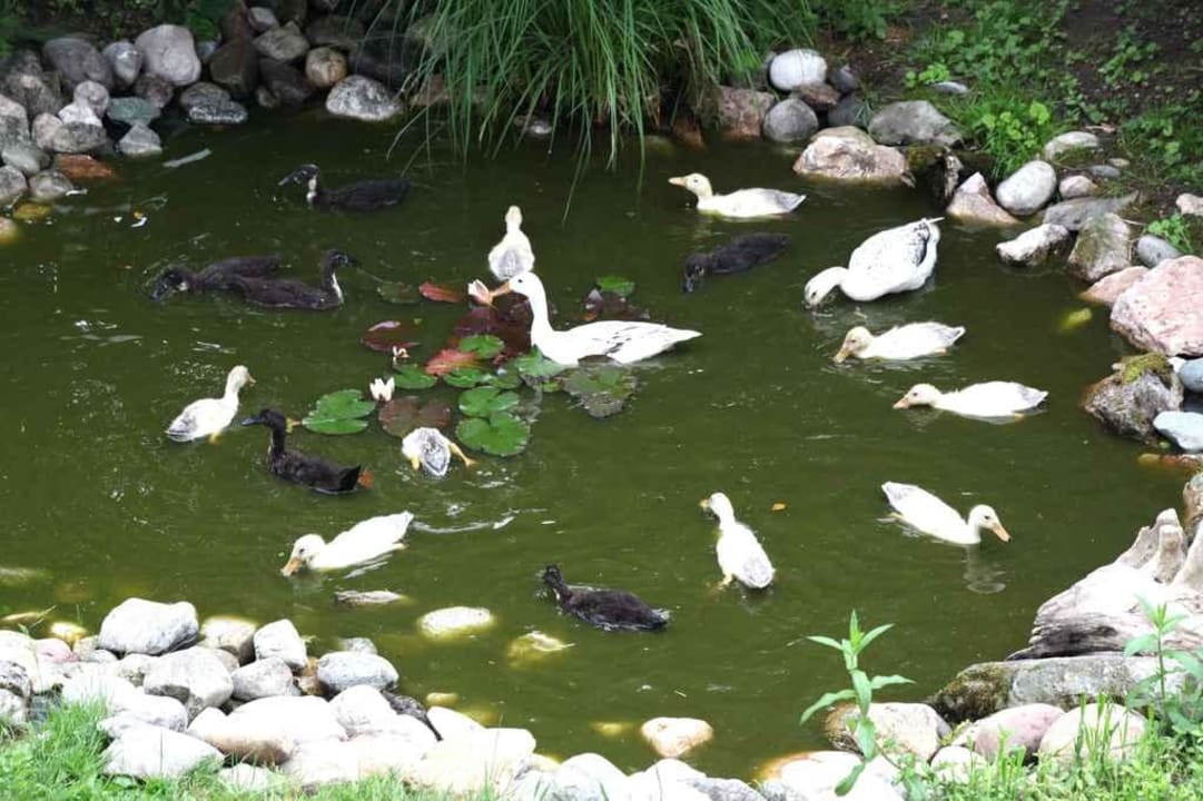 Wildenten im Teich Huberhof