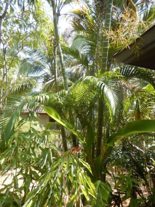 Gartenanlage Seaview Khao Lak Resort