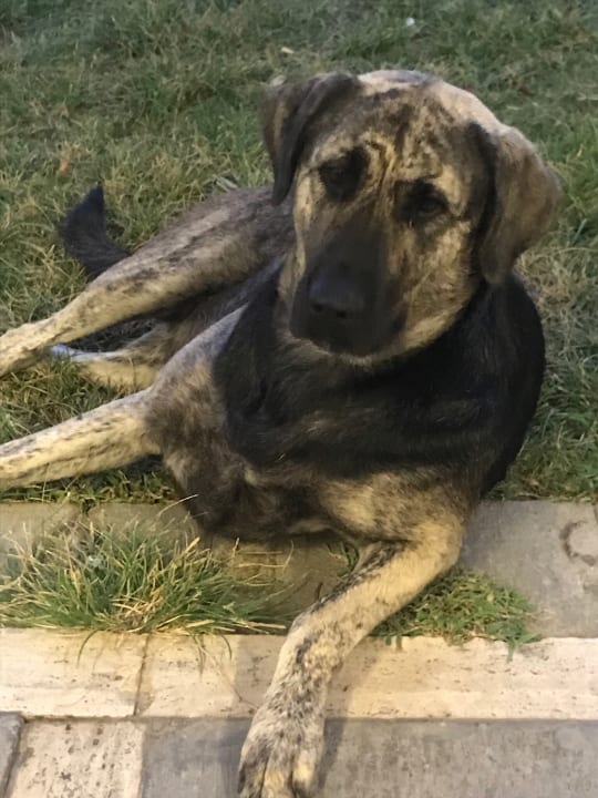 Sonstiges Dogan Paradise Beach