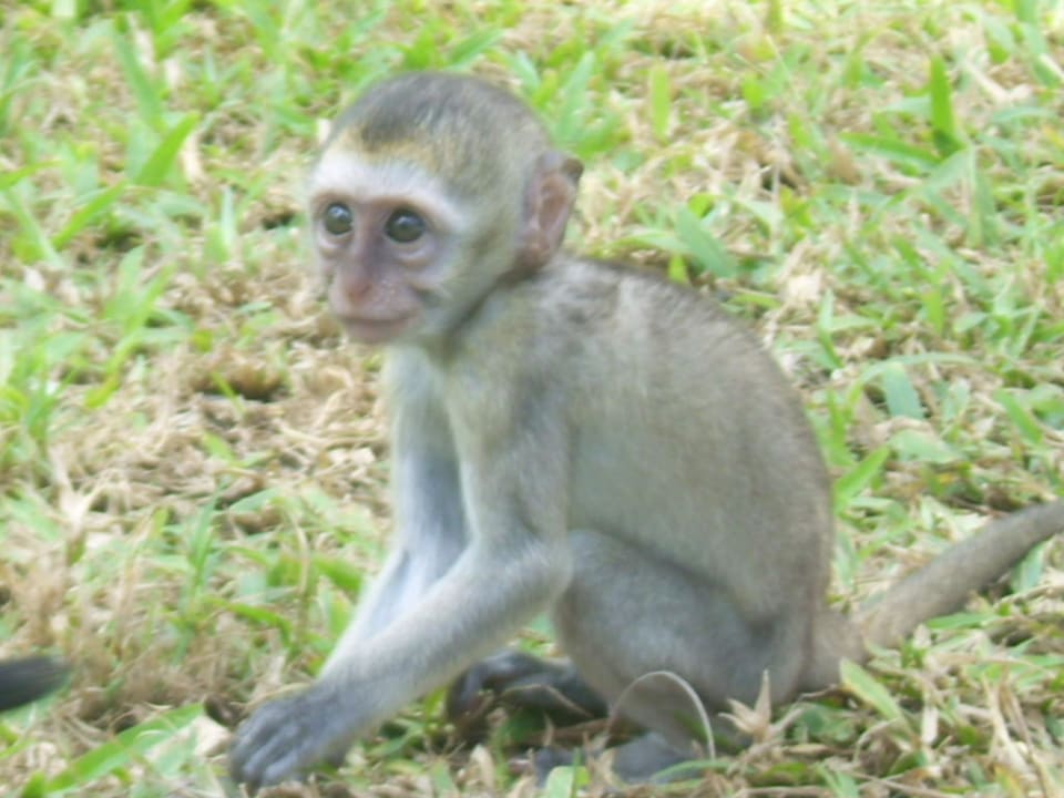 Affenbaby Hotel Papillon Lagoon Reef