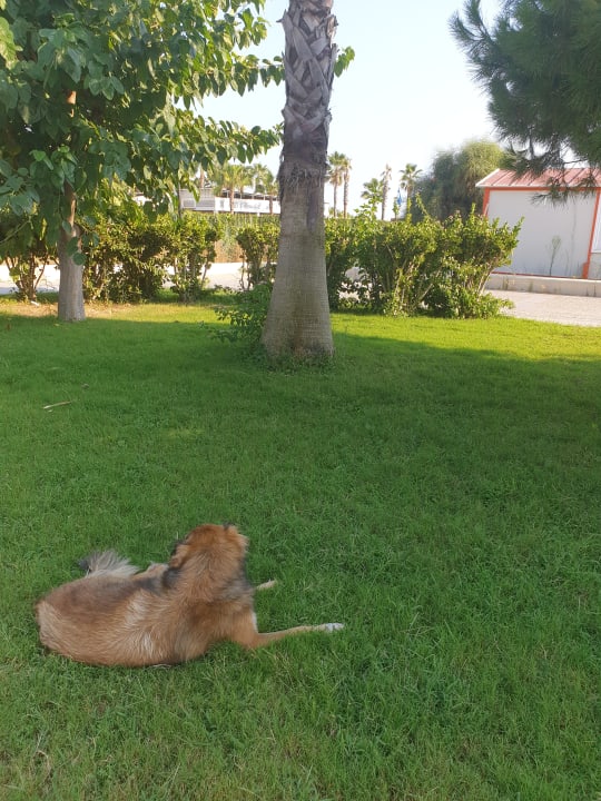 Gartenanlage Castival Hotel