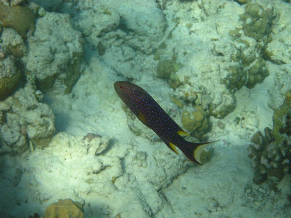 Unterwasserwelt am Hausriff NH Collection Maldives Reethi Resort