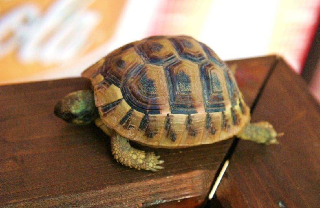 Żółw Iberostar Waves Bellevue