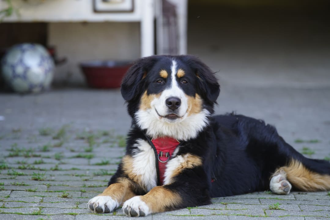 Sonstiges Ferienhof Schmid