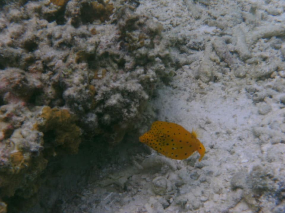 Kofferfisch Adaaran Select Hudhuran Fushi - Premium All Inclusive