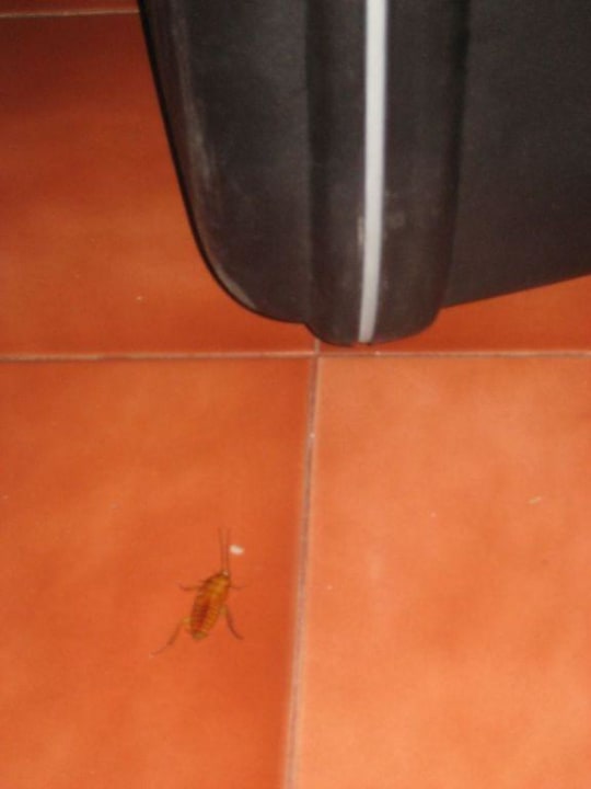 Kakerlaken im Zimmer Hotel Tjampuhan