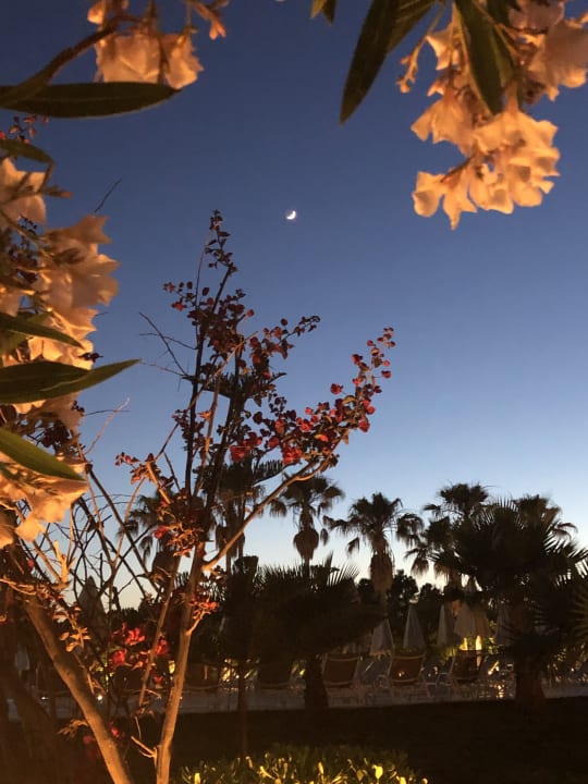 Gartenanlage Minos Mare Royal