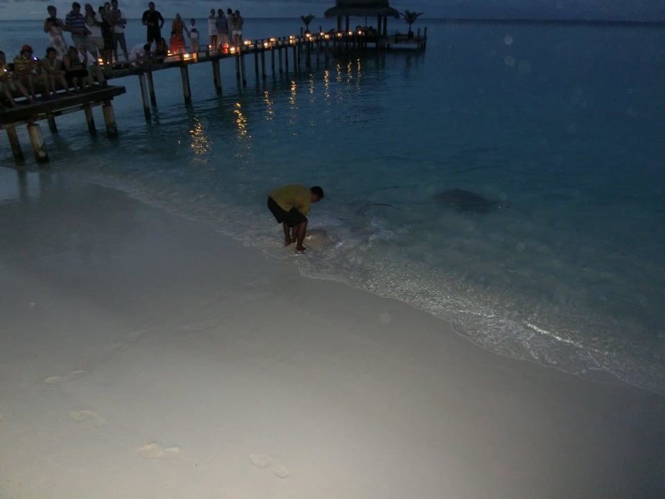 Rochenfütterung Kuramathi Maldives