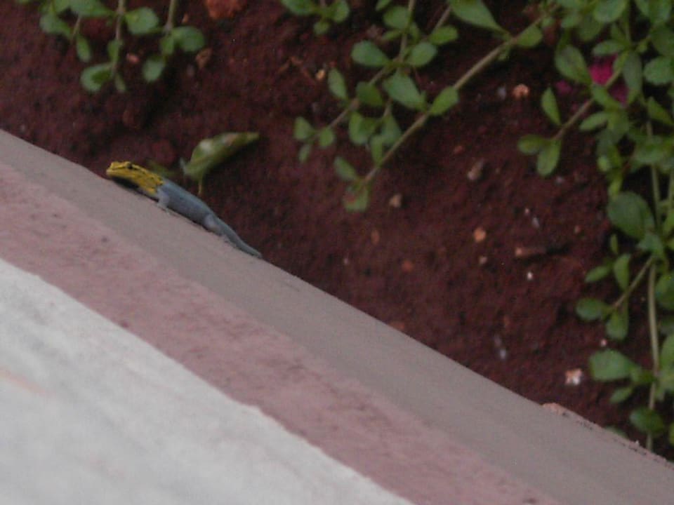 Gecko Neptune Pwani Beach Resort & Spa