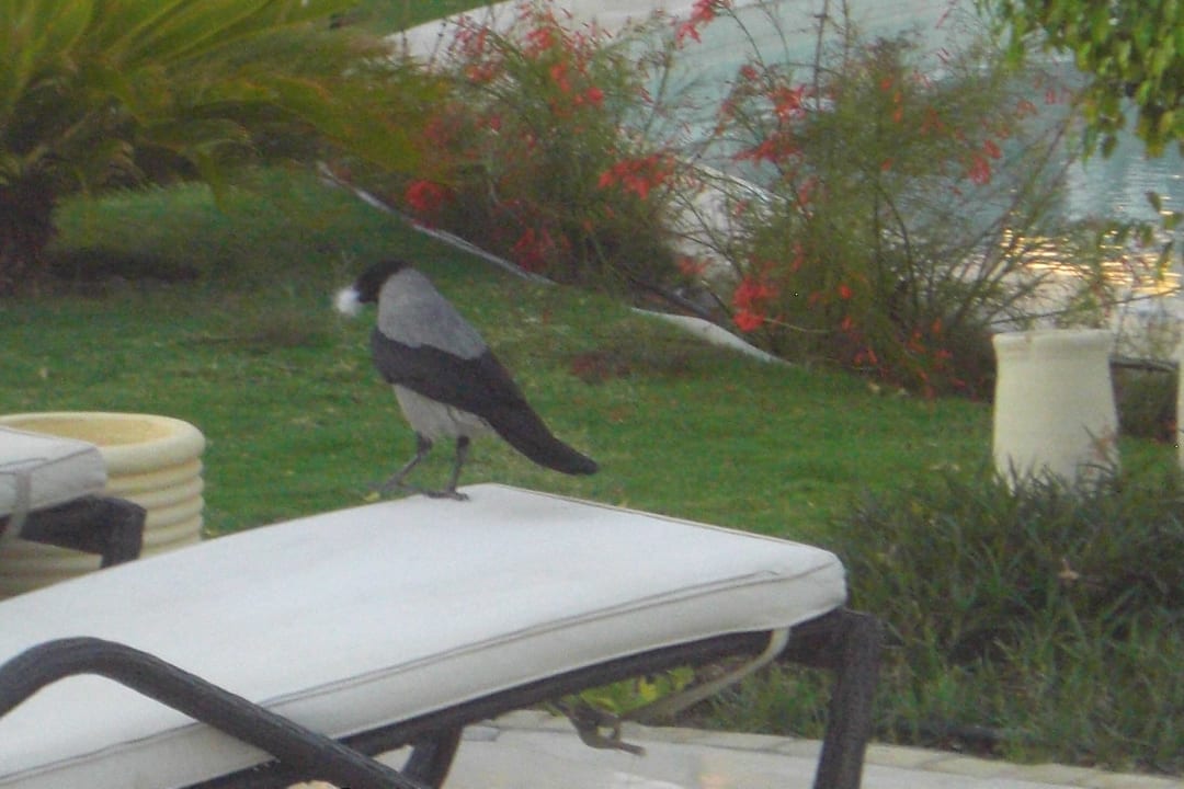 Polsterfresser Makadi Spa - Adults only