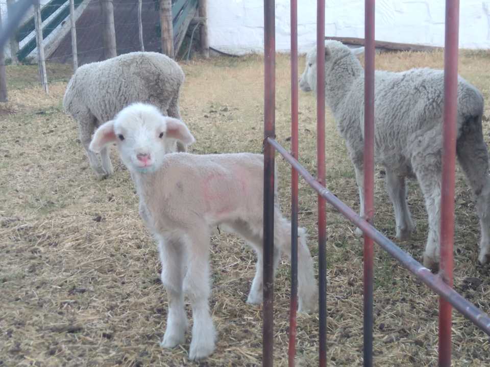 Gartenanlage Ganora Guestfarm