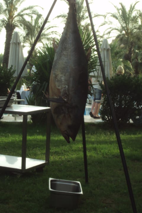 Thunfisch am Gala-Abend Calimera Hane Garden