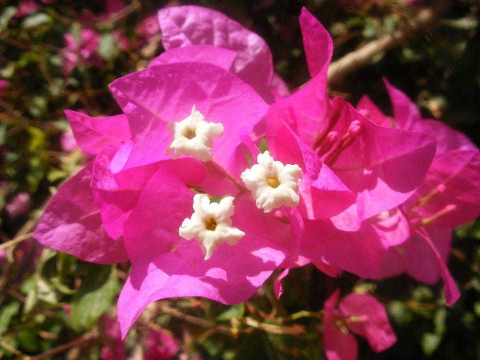 Blumenpracht Jaz Makadi Oasis Resort