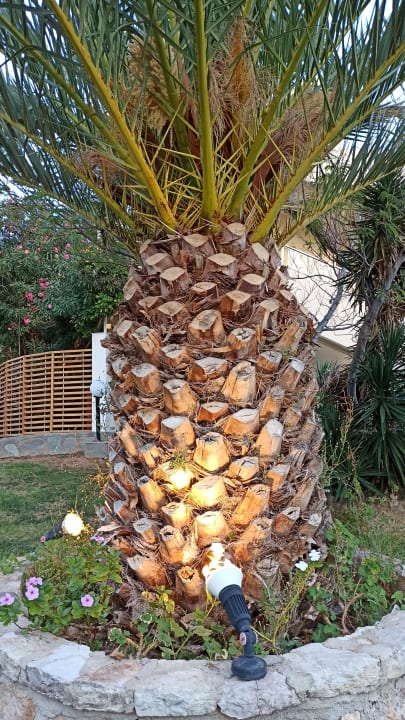 Gartenanlage Hotel Kalithea Mare Palace