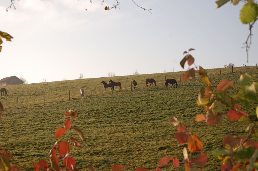 Wiesen, Wälder, Felder soweit das Auge reicht Kollerhof