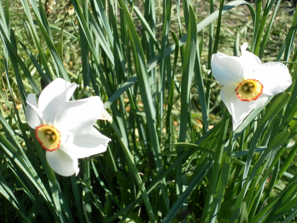 Blumen Ferienwohnungen Brunner