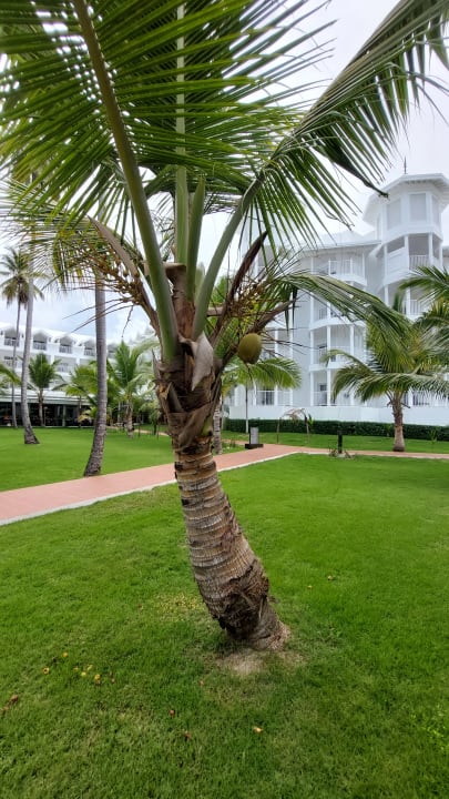 Gartenanlage Hotel Riu Palace Macao - Adults only