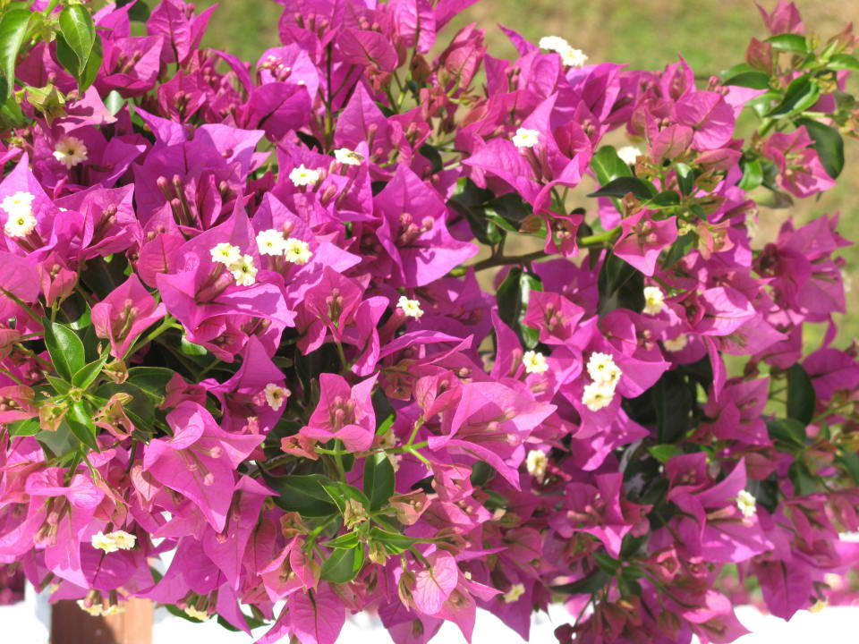 Bougainvillea-Träume Playa Parc Apartments