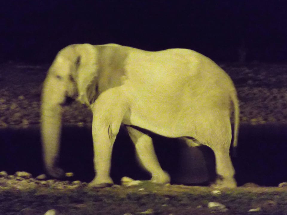 Elefant am abendlichen Camp-Wasserloch Okaukuejo Camp